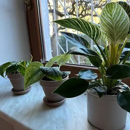 Stary Mokotow, Z Ogrodkiem Apartament *