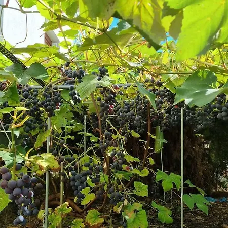 Apartament Luxury Garden Warszawa